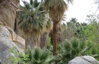Take a quick visit to Palm Springs before summer