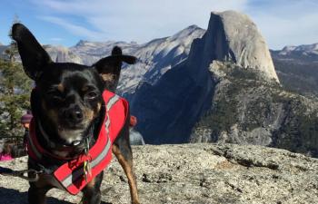 Yosemite area offers a dog-friendly retreat